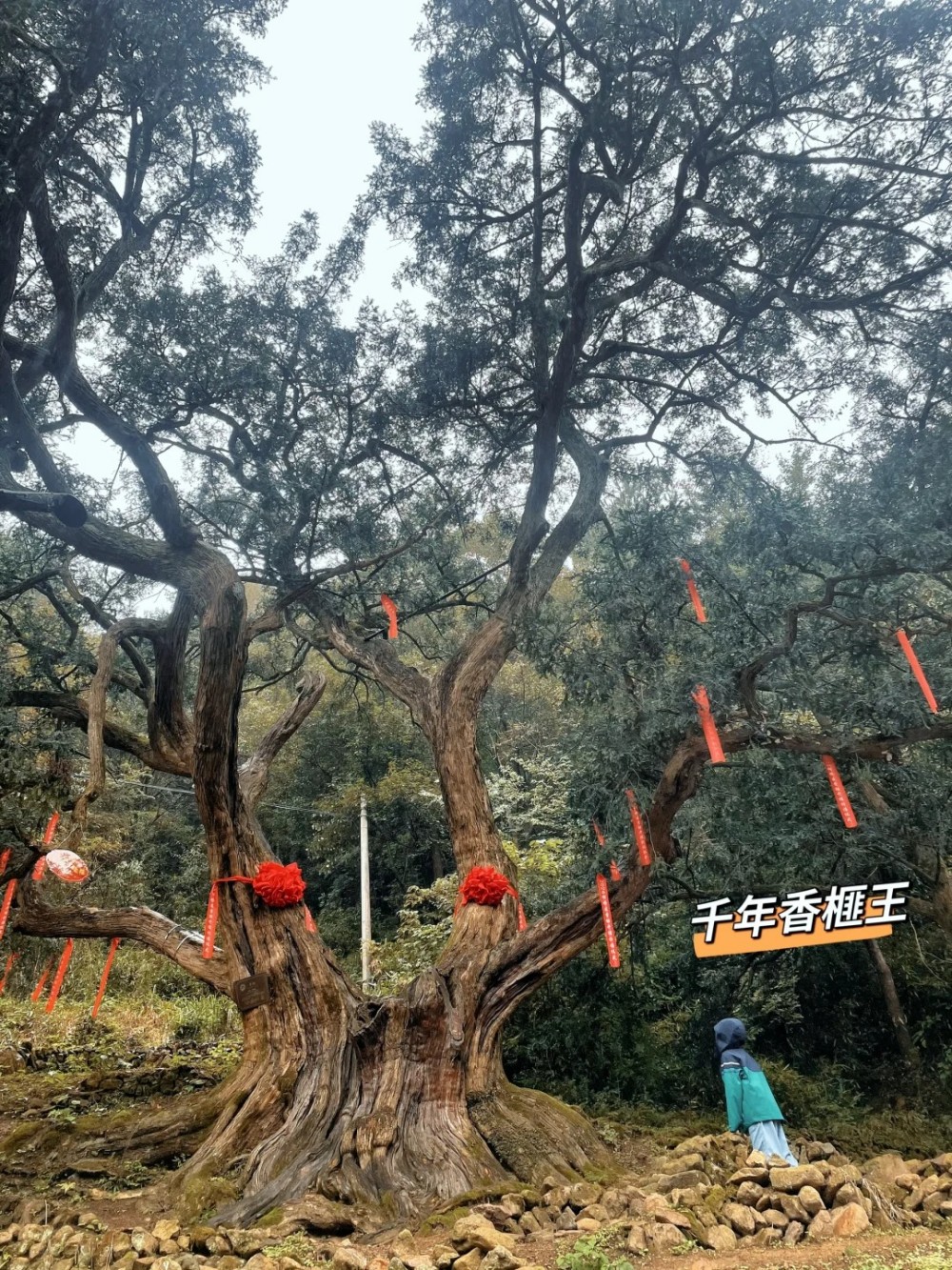 浦东龙阳·蓝莓采摘|探稽东古道精华段,采蓝莓体验