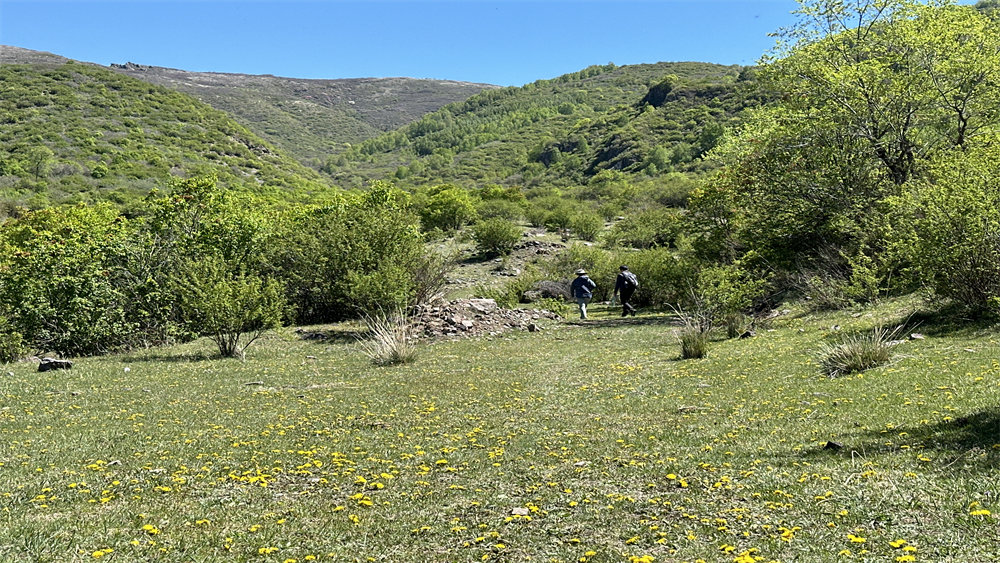 勇者无畏·大黑峰丨高山草甸,野花盛开环穿1日