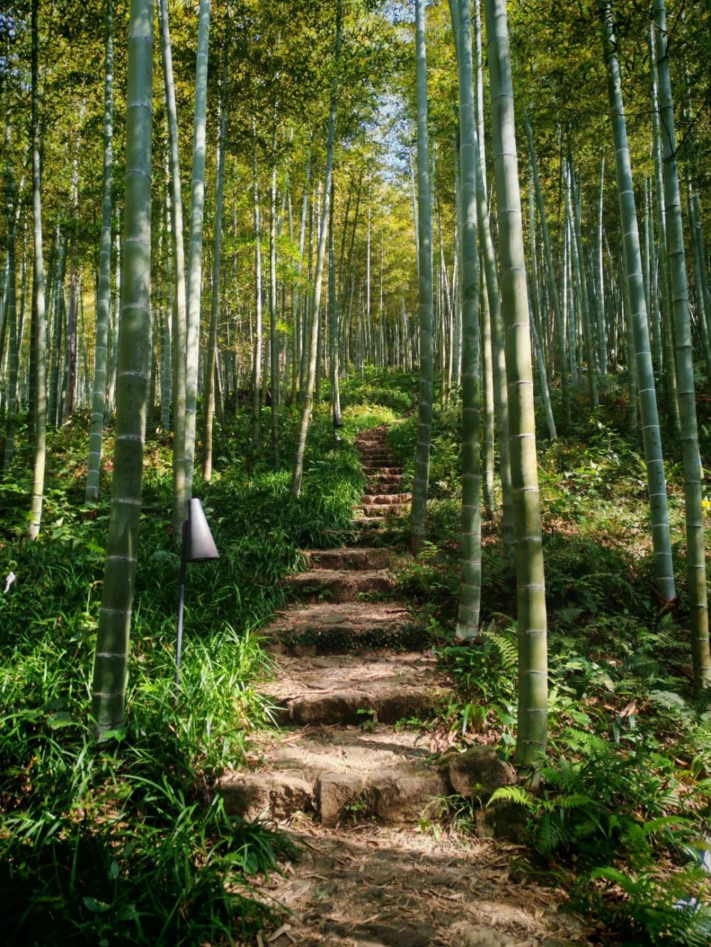 夏日溯野·大野洼｜溯溪宁国天花板，刺激漂流虎跃峡