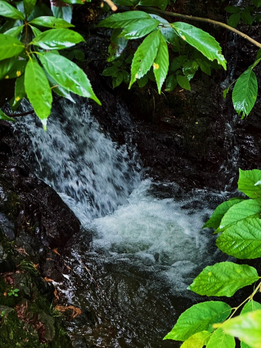竹溪古径·上王岗|余姚竹隐古道,苔藓、瀑布与溪流