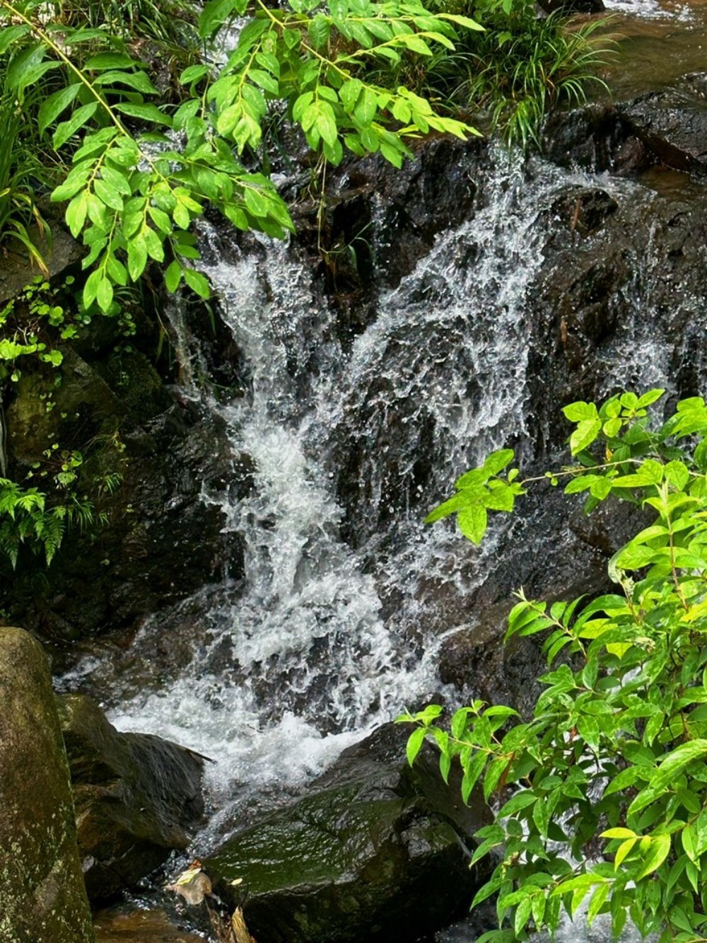 竹溪古径·上王岗|余姚竹隐古道,苔藓、瀑布与溪流