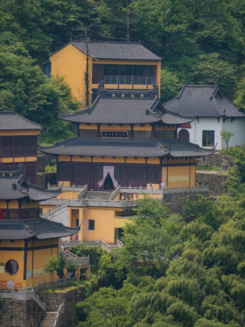 灵溪圣境·采摘蜜梨|采摘人间六月雪,灵溪森系徒步