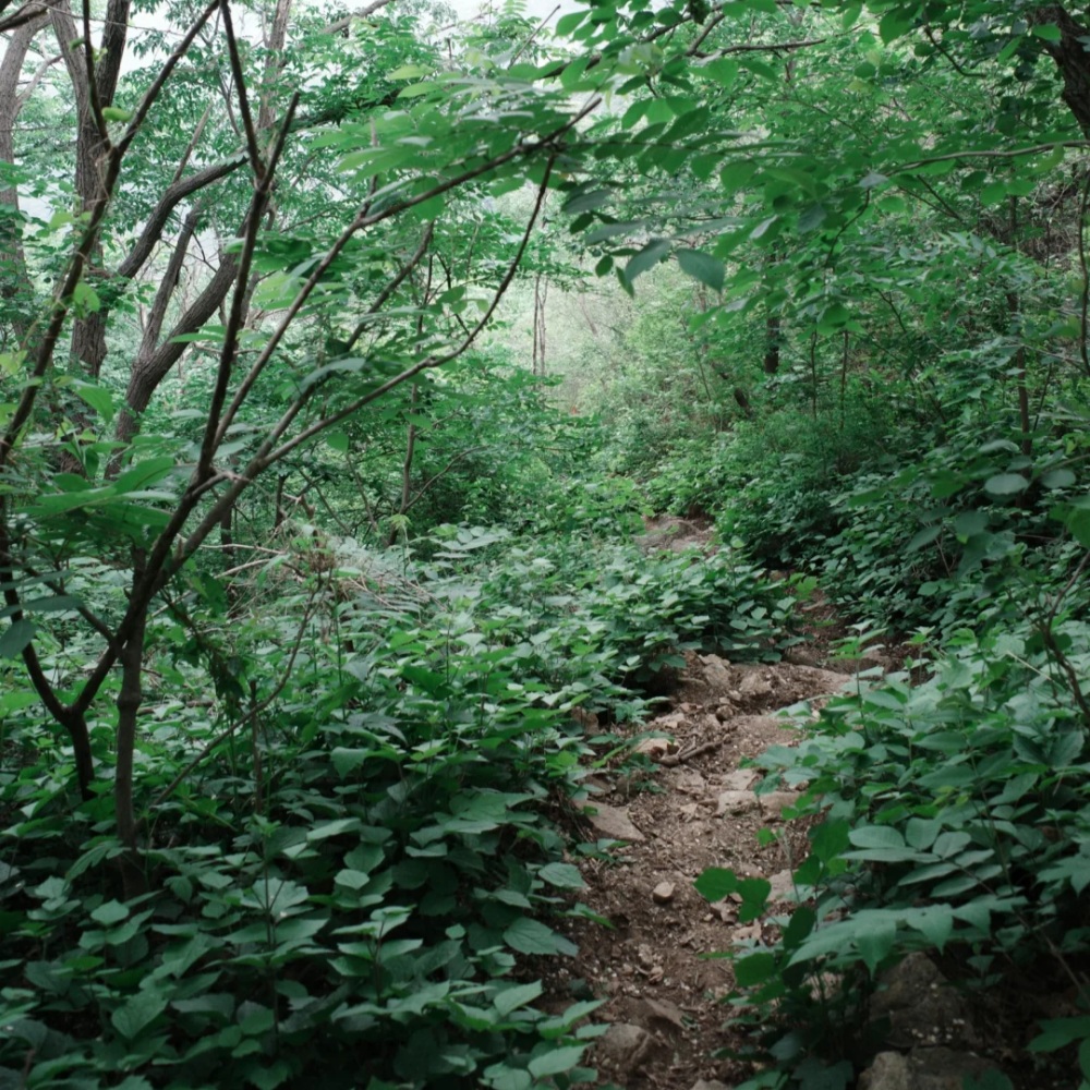 清凉一夏·藤萝谷丨绿野仙踪，魔法森林避暑环穿1日