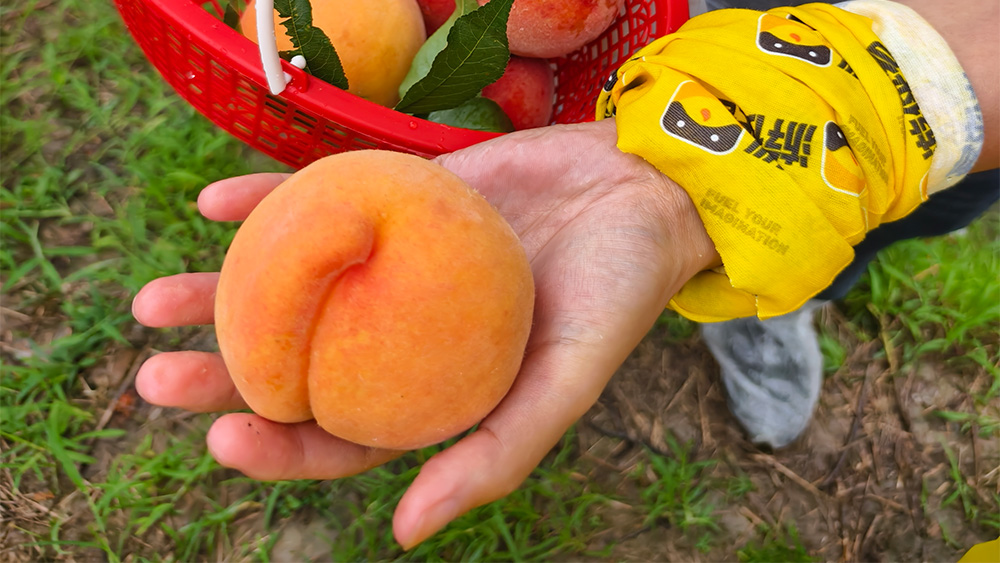 蜜果盛夏·海宁 | 荷叶莲莲，逛沈荡，采黄桃！