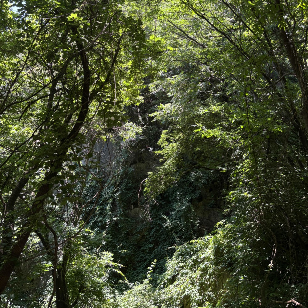 清凉一夏·椴树岭丨原始森林,戏水百泉山穿越1日