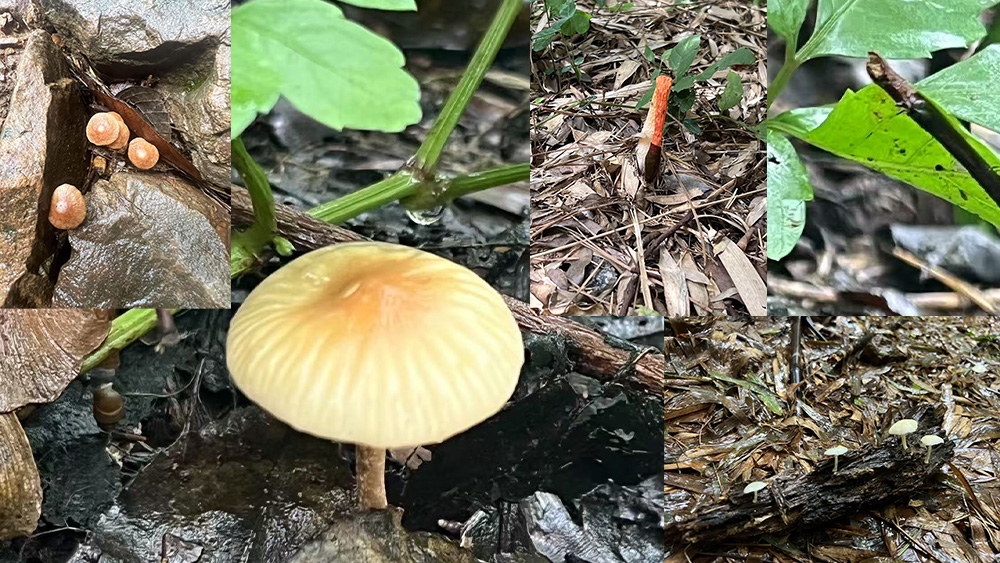 山村溜娃计划丨寻找旺山蕨菜蘑菇季