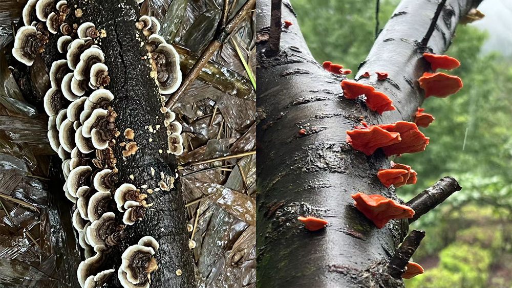 山村溜娃计划丨菌子蕨菜观察局·旺山