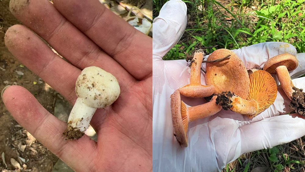 山村溜娃计划丨菌子蕨菜观察局·旺山