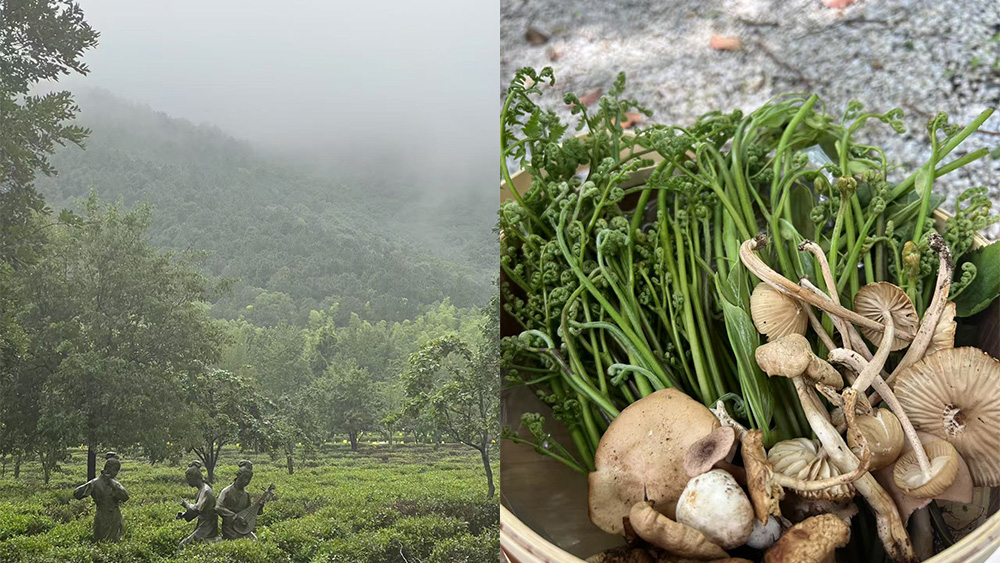 山村溜娃计划丨菌子蕨菜观察局·旺山