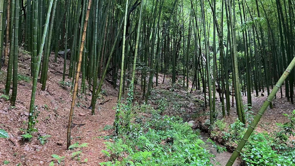 山村溜娃计划丨菌子蕨菜观察局·旺山
