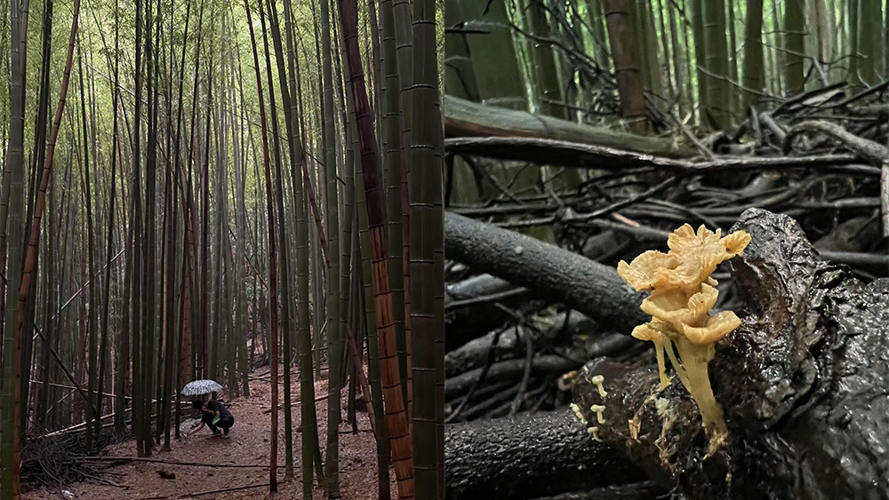 山村溜娃计划丨菌子蕨菜观察局·旺山