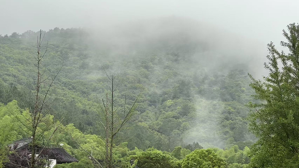 山村溜娃计划丨菌子蕨菜观察局·旺山