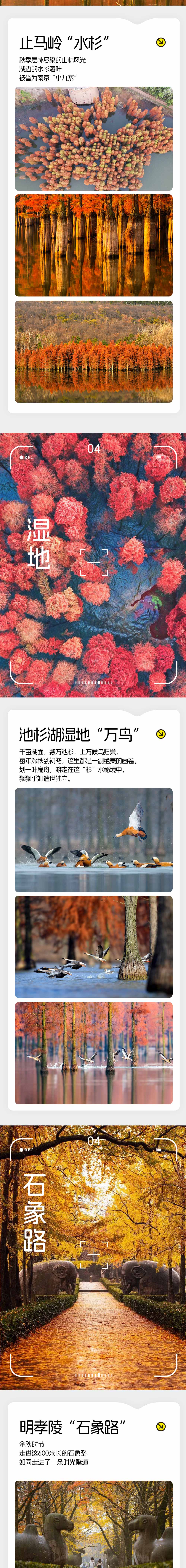 惊艳·金陵秋色 | 4日休闲赏秋之旅 - 私藏隐秘秋色 | 全程住宿精选酒店 | 明孝陵黄金神道-止马岭水杉晨曦-栖霞山红枫林-池杉湖万鸟
