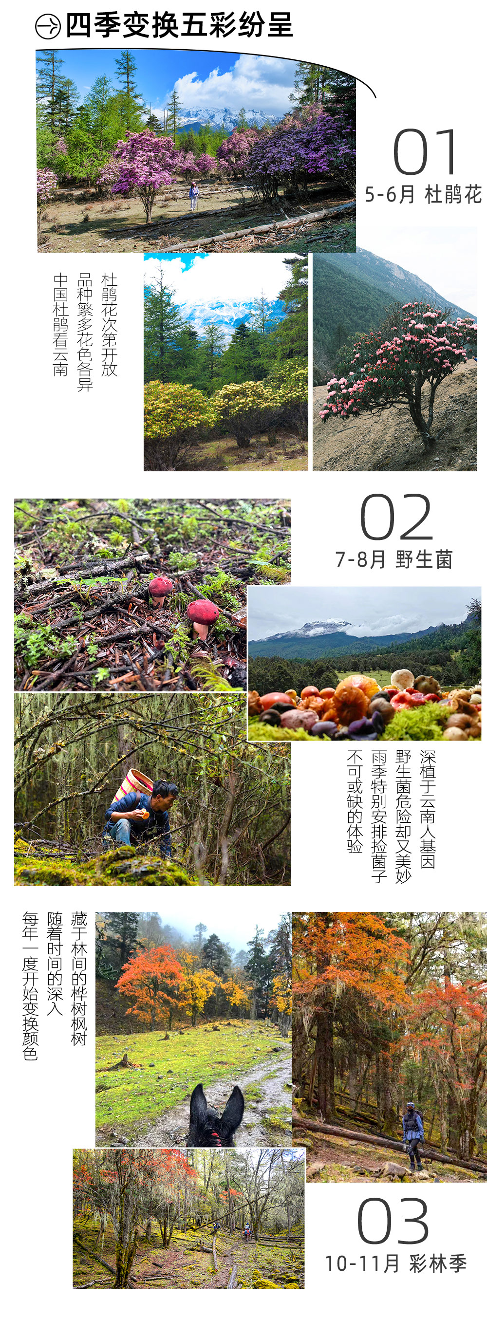 轻户外・虎跳与哈巴5/6日丨7-8月菌子季 - 轻户外及进阶可选丨世界十大户外线虎跳峡高路丨哈巴雪山野奢露营丨玉龙十三峰B面丨仙人遗田白水台