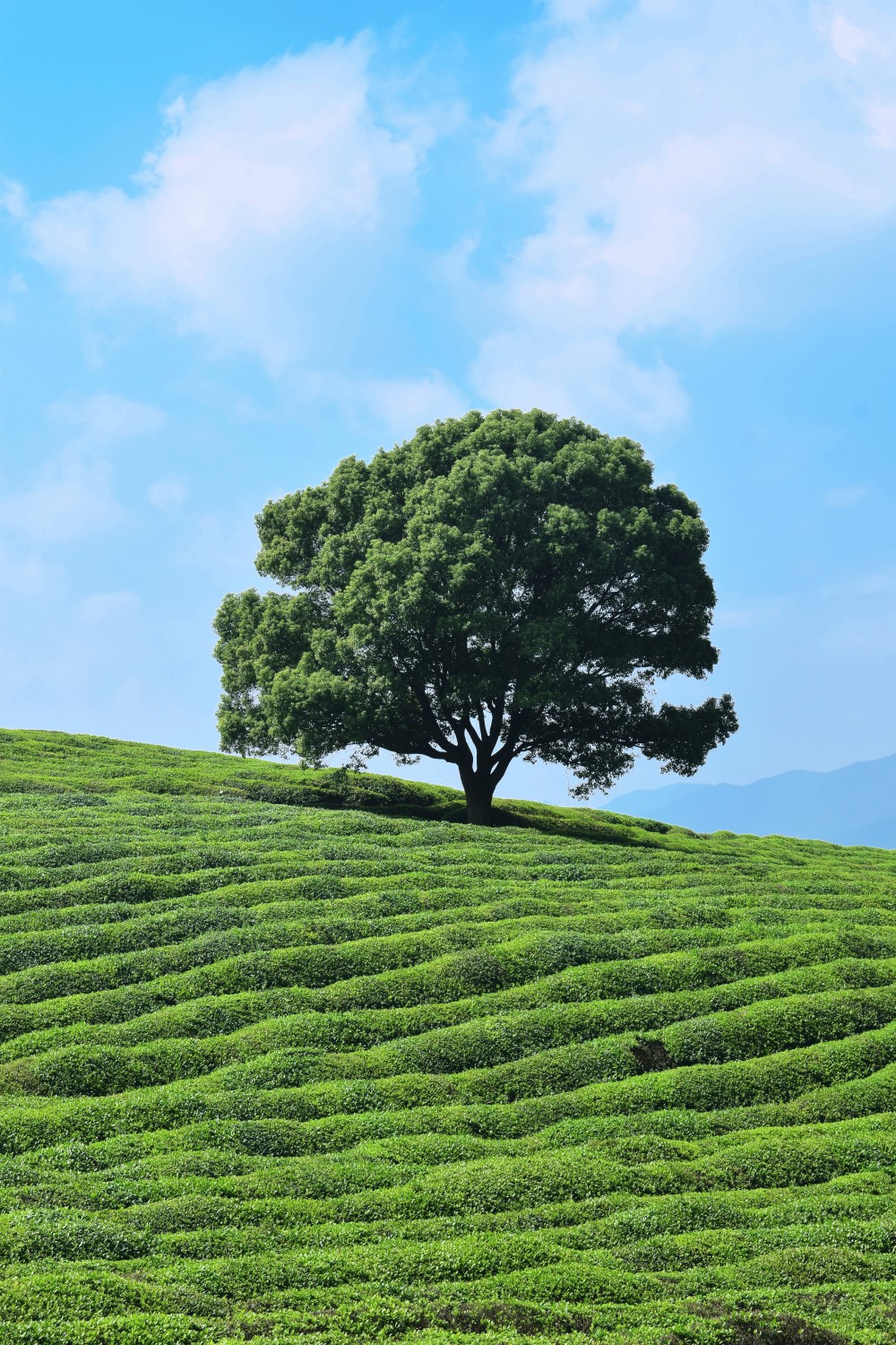 云上茶乡·仙韵嶀山古道丨远眺剡溪