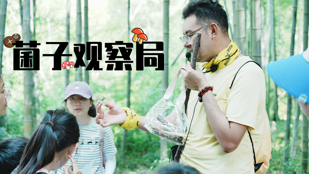 山村溜娃计划丨菌子蕨菜观察局·旺山