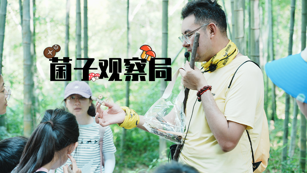 山村溜娃计划丨菌子蕨菜观察局·旺山