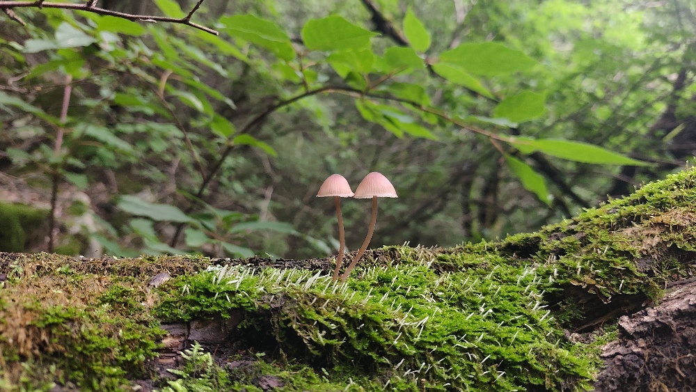 恒山遗韵丨古北岳恒山,大茂山一日登山环穿