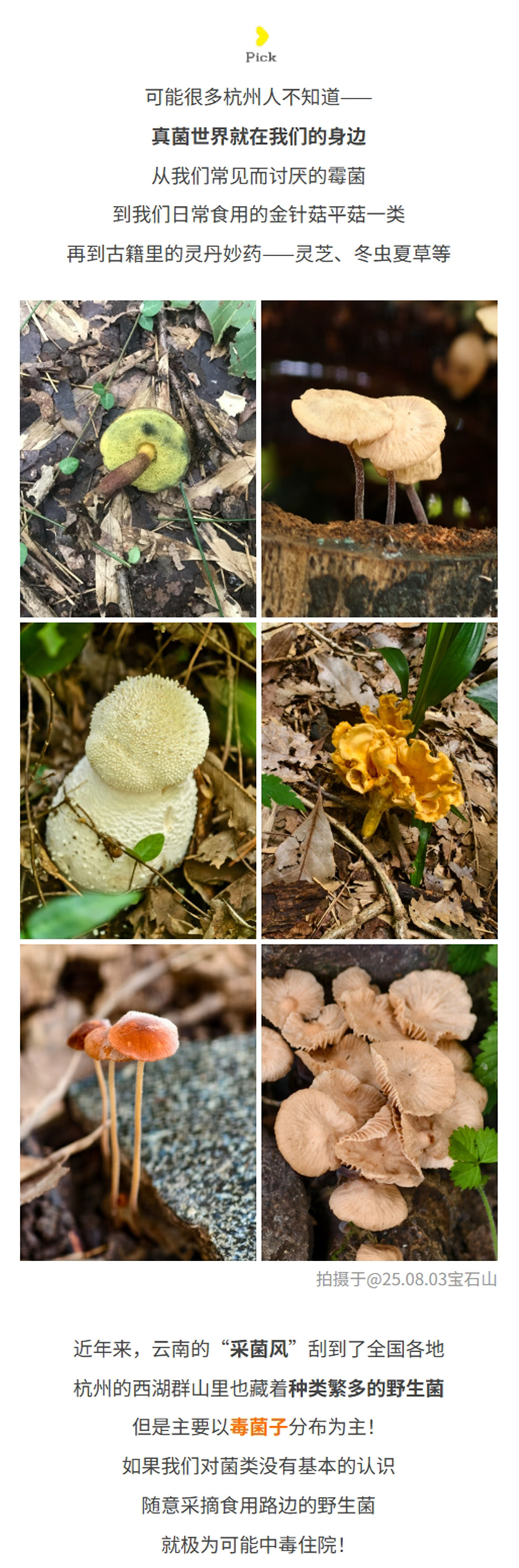菌子观察局 | 杭州城区菌子观察，西湖群山轻徒步 - 半日轻徒步+野生菌科普 | 倡导生态保护，敬畏自然，不采摘野生菌 | 西湖群山不同路线观察杭州野生菌生态 | 游侠客菌子领队带领