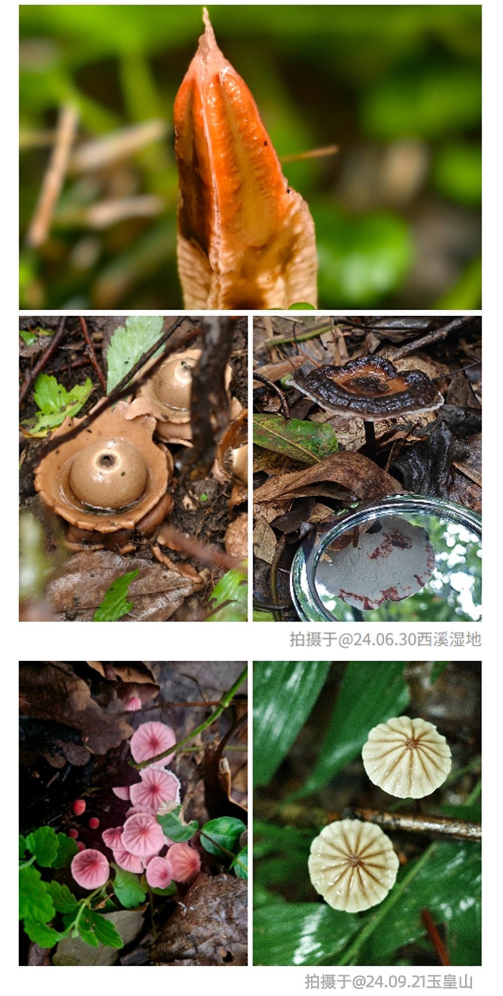 菌子观察局 | 杭州城区菌子观察，西湖群山轻徒步 - 半日轻徒步+野生菌科普 | 倡导生态保护，敬畏自然，不采摘野生菌 | 西湖群山不同路线观察杭州野生菌生态 | 游侠客菌子领队带领
