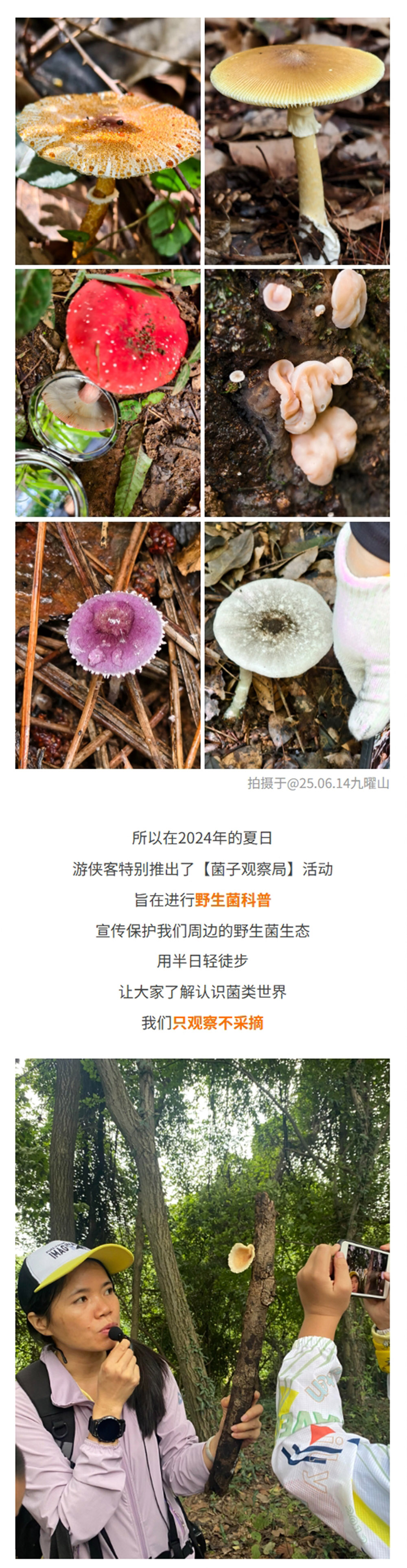 菌子观察局 | 杭州城区菌子观察，西湖群山轻徒步 - 半日轻徒步+野生菌科普 | 倡导生态保护，敬畏自然，不采摘野生菌 | 西湖群山不同路线观察杭州野生菌生态 | 游侠客菌子领队带领