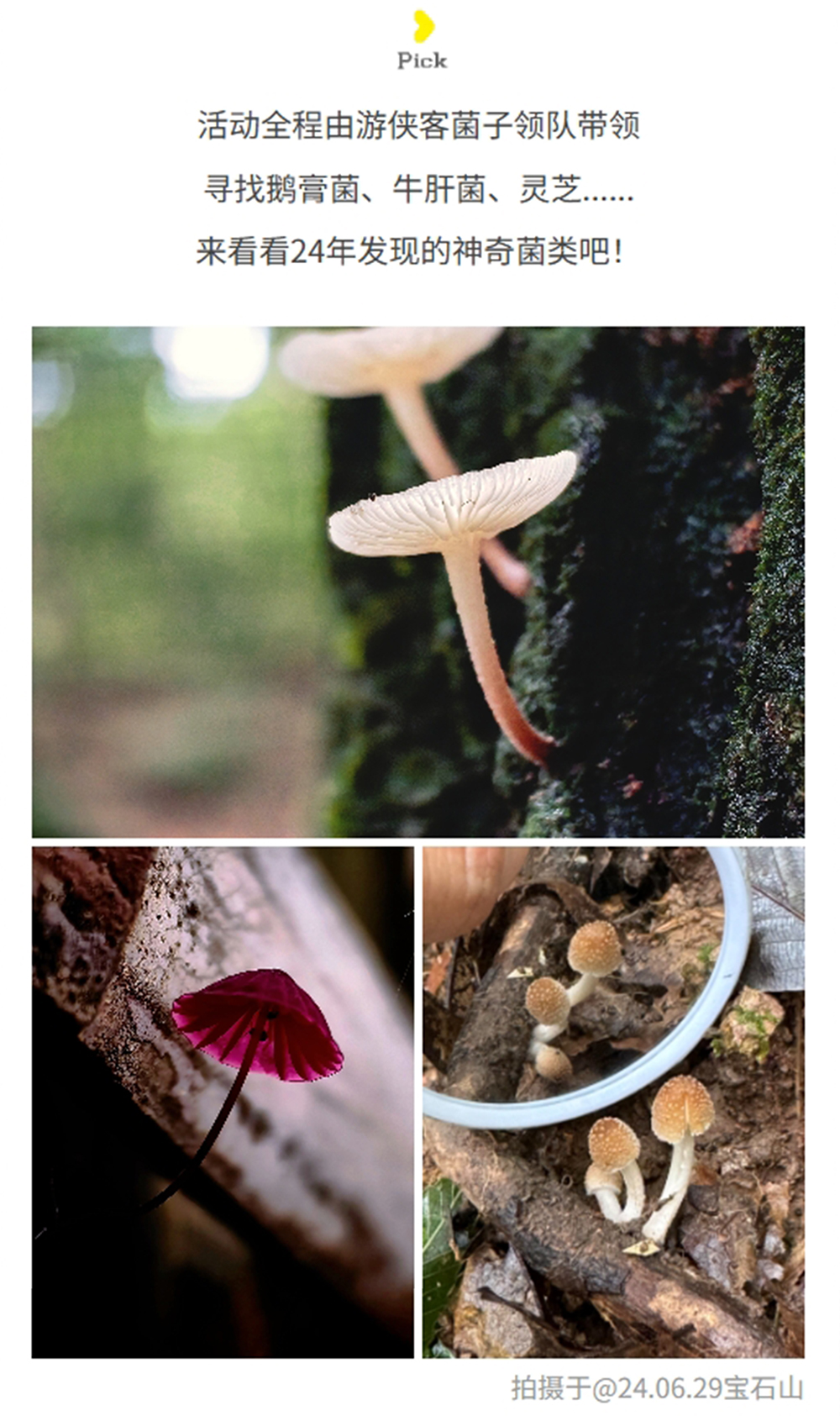 菌子观察局 | 杭州城区菌子观察，西湖群山轻徒步 - 半日轻徒步+野生菌科普 | 倡导生态保护，敬畏自然，不采摘野生菌 | 西湖群山不同路线观察杭州野生菌生态 | 游侠客菌子领队带领