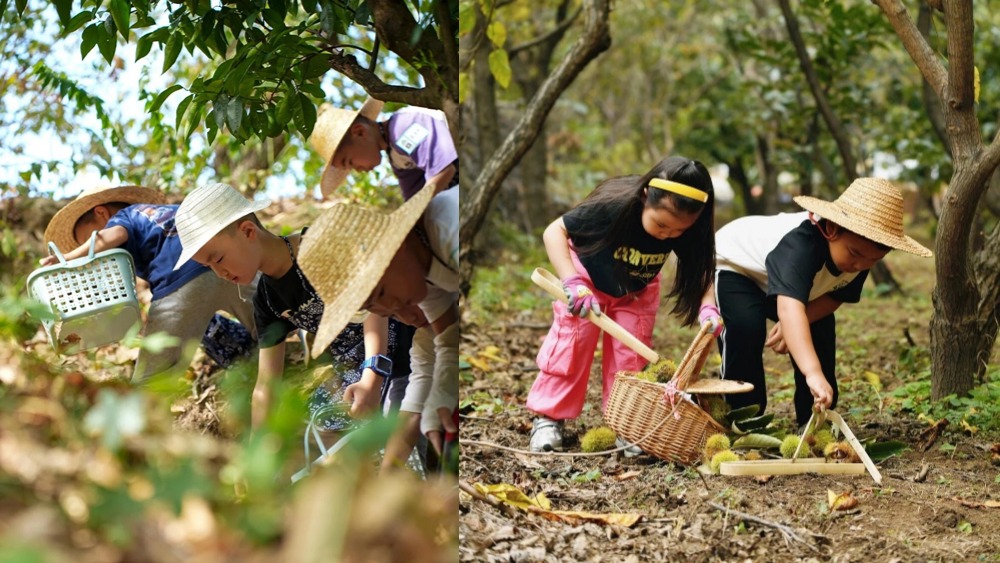 秋收节·百年栗林采摘 | 9月银山塔林徒步 湖门村采摘