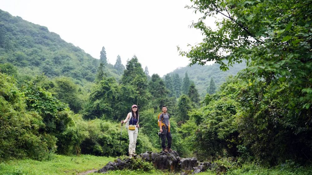 山行·白马林场 高山草甸 原始牧场