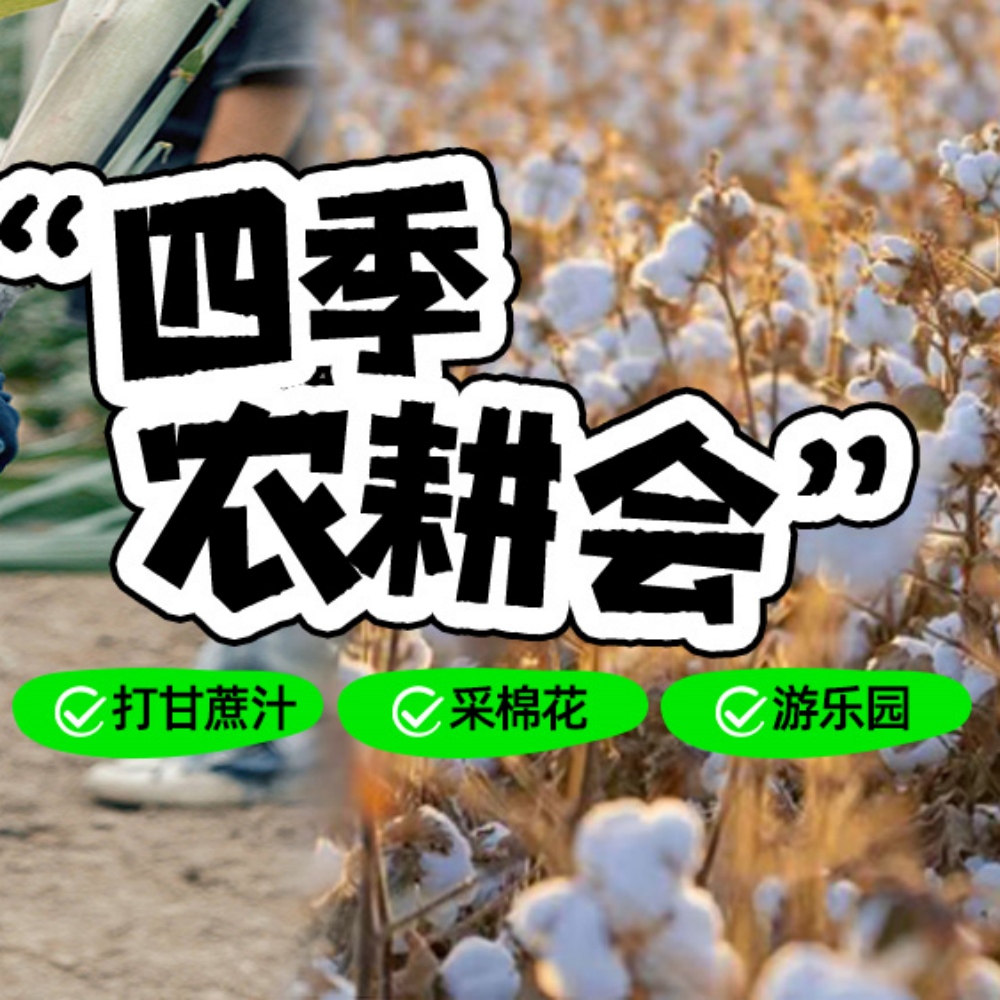 亲子·海宁农耕会1日 | 摘棉花、砍甘蔗、制棒棒糖