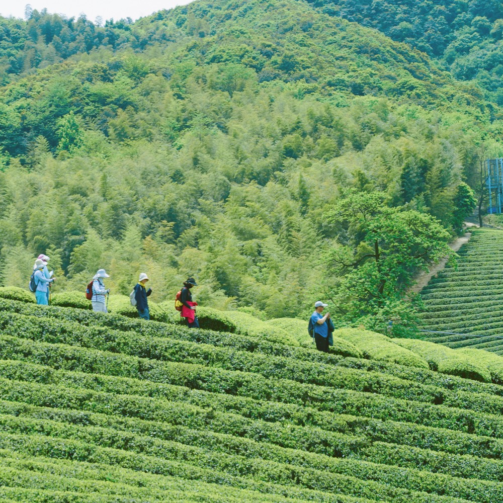 坡塘云松·茶岭轻徒｜宝藏小村漫时光，轻徒静谧古道