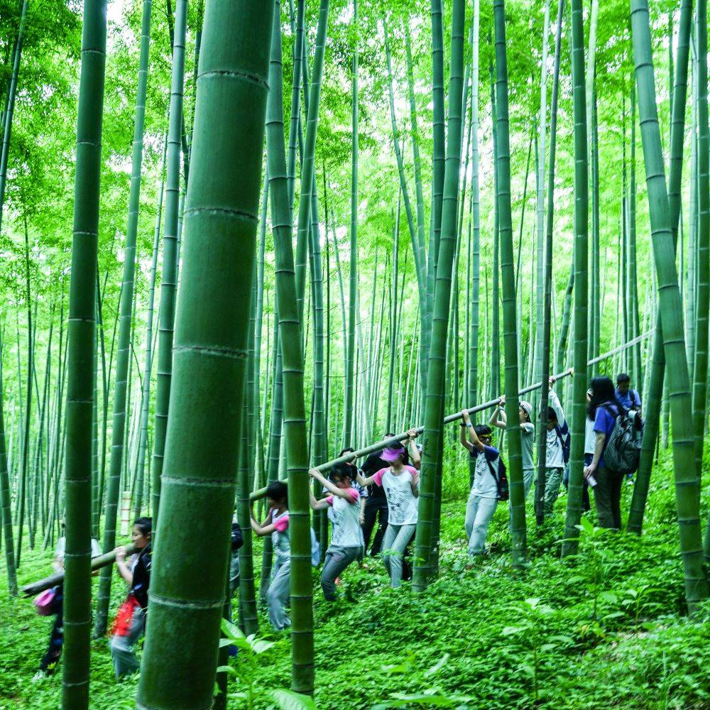 亲子·小小竹匠 | 古道竹林砍竹，天池观星，电站科普