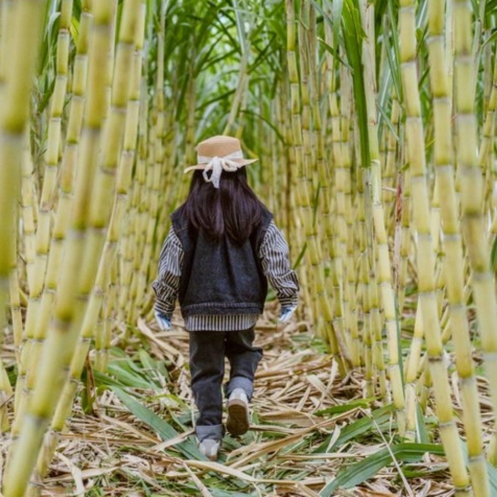 秋收节·甘蔗采摘 | 9-11月 99元2大1小畅玩