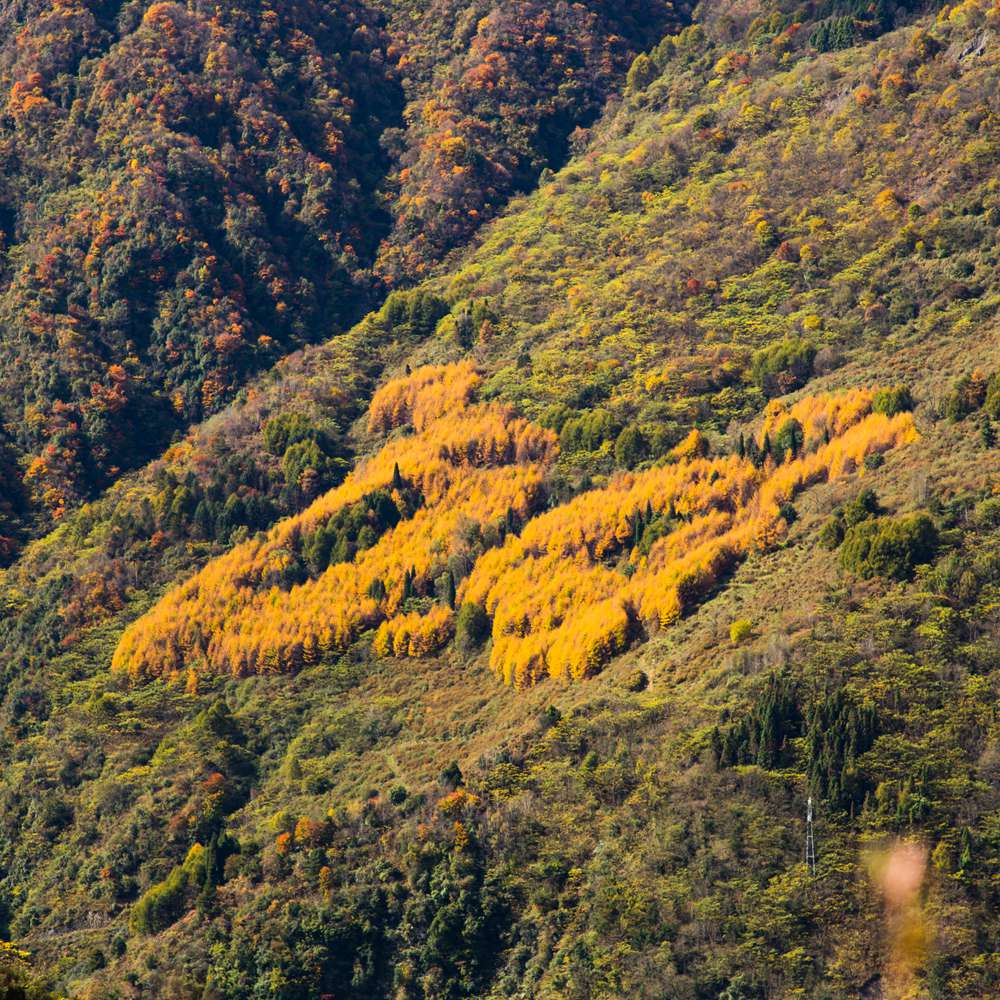 秋色徒步·熊猫坪 | 高山牧场 红叶彩林AB线