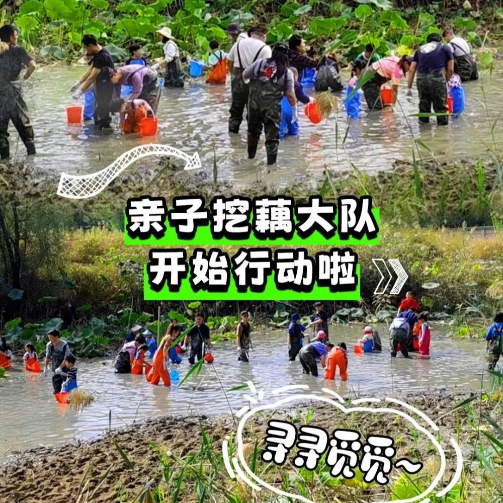亲子·挖藕干塘节 | 挖藕，荷叶鸡，荷叶灯，飞盘运动