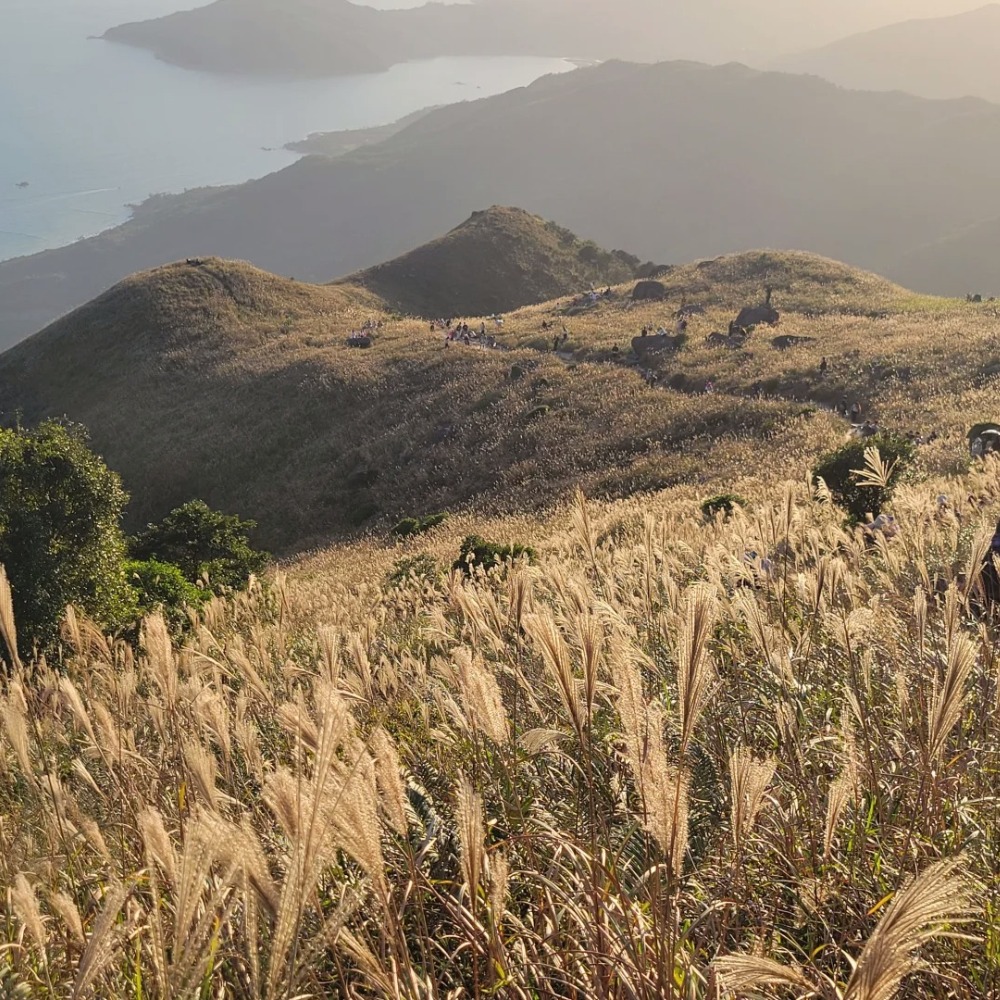 大东山芒草季 | 徒步香港凤凰径二段，赏高山草甸