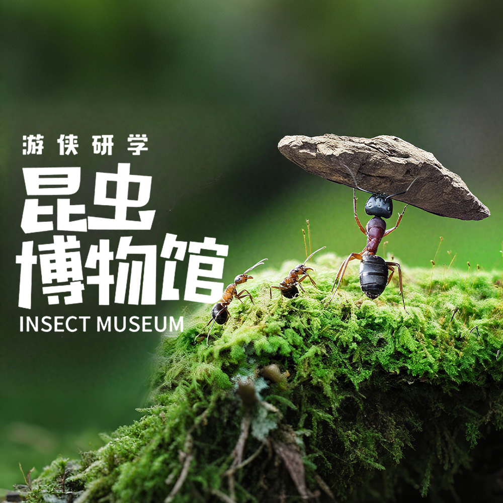 游侠研学·昆虫博物馆 | 揭秘昆虫适应环境的生存智慧