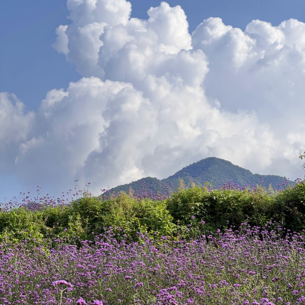 每周一山·凤凰坨 | 山林穿越，赏四季花海1日