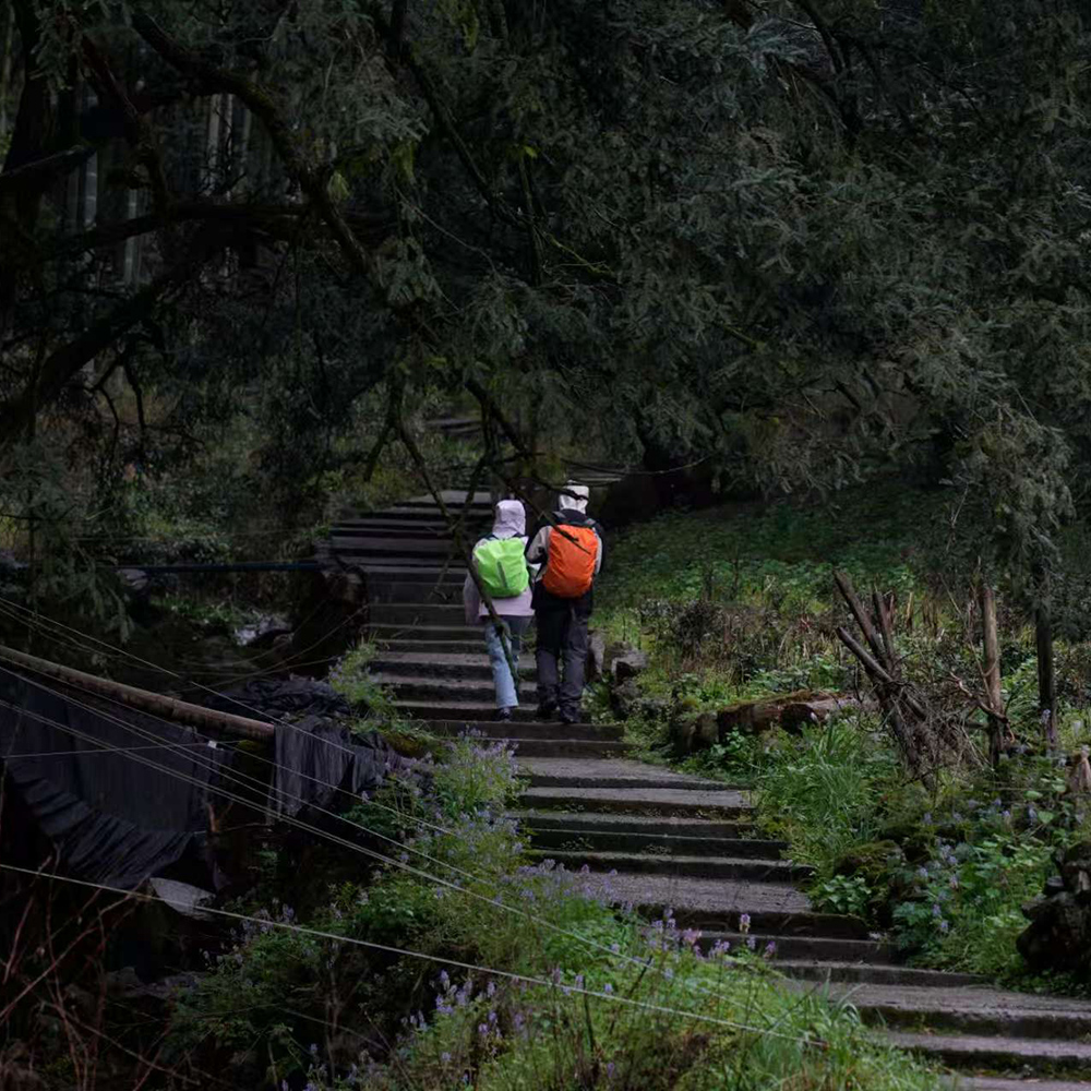香榧古道·走马岗 | 绍兴经典徒步线，林荫掩映！