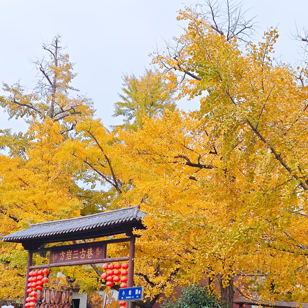 长兴银杏·六八古道 | 一年一度的赏秋盛宴 