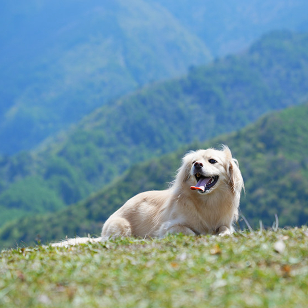 握爪联盟·云中牧场｜夏日川西 高山草甸