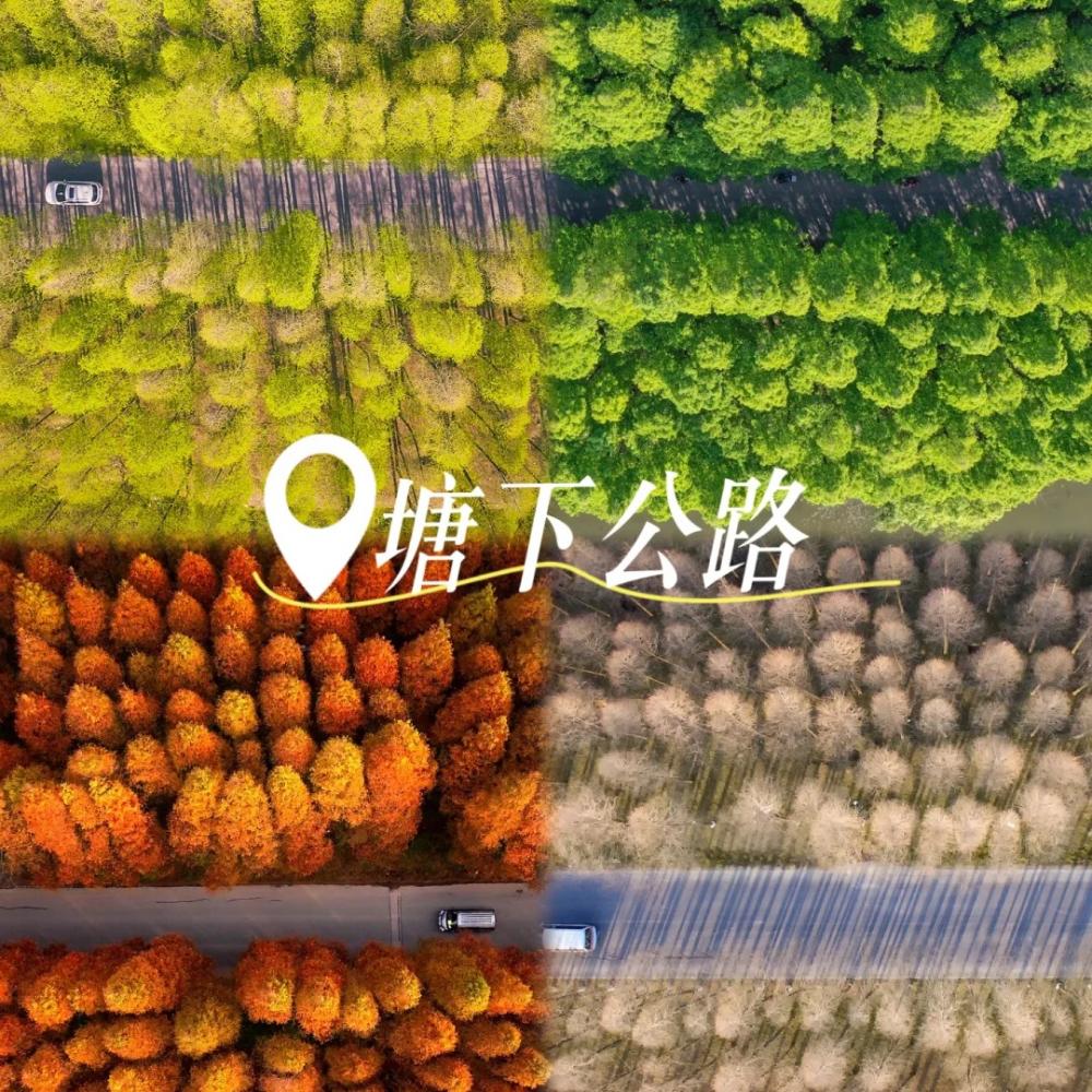落日骑行·塘下公路｜奉贤漫游，惬意午后