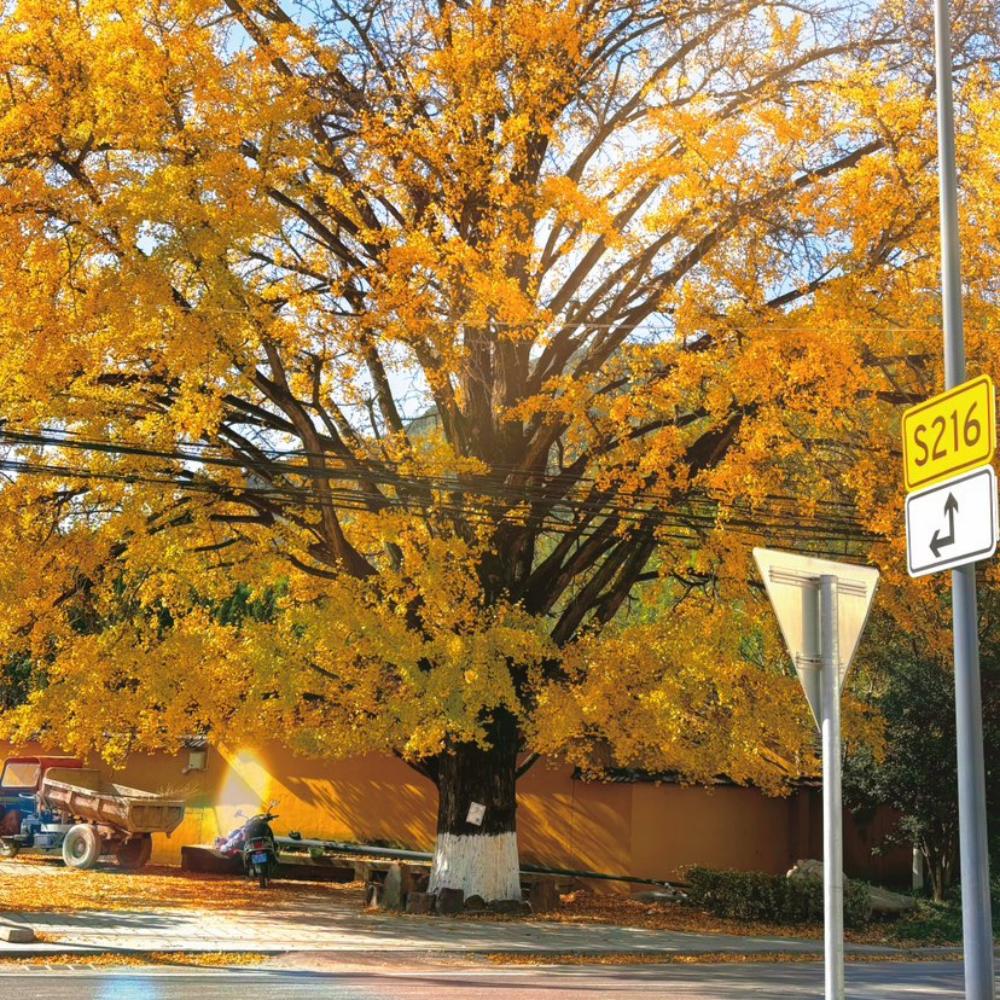 秋意正浓·飞云古道｜飞云寺金秋赏景徒步