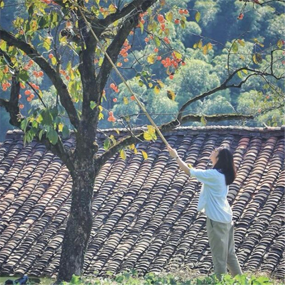 隐柿东坪·柿子村 满山红柿照古村，1日秋意醉浓