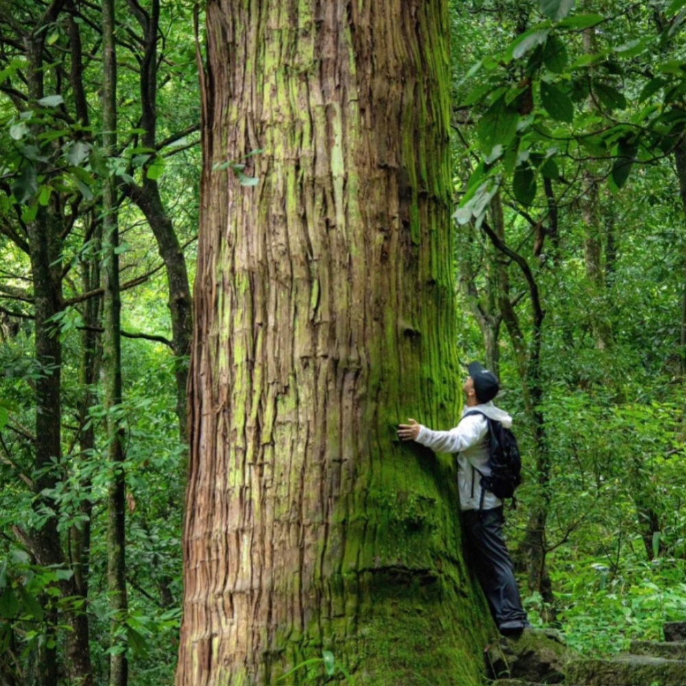 宝山出发·大树王国｜步入天目秘境森林，祈福禅源寺