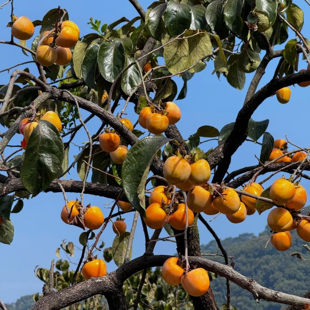 登高赏柿 | 挑战鹧鸪山， 赏上罗村百亩柿海