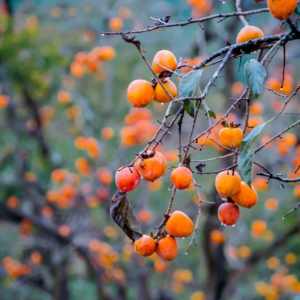 11月特惠88元 | 桂峰山登高，寻觅秋日柿子