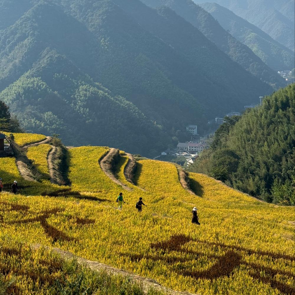 秋色经典·指南村 | 徒临川古道，超长时期赏斑斓秋色
