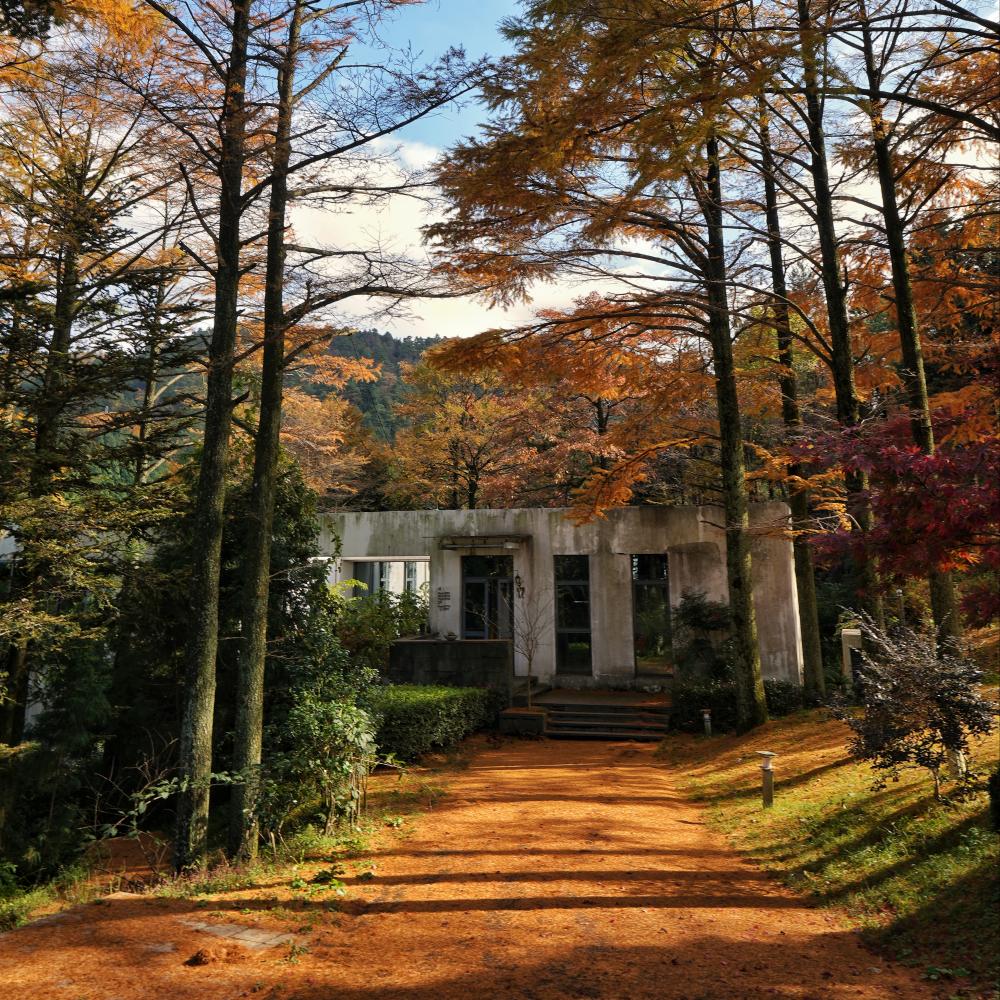 金钱落松·十字裤 | 四明山仰天湖，金钱松点缀山野