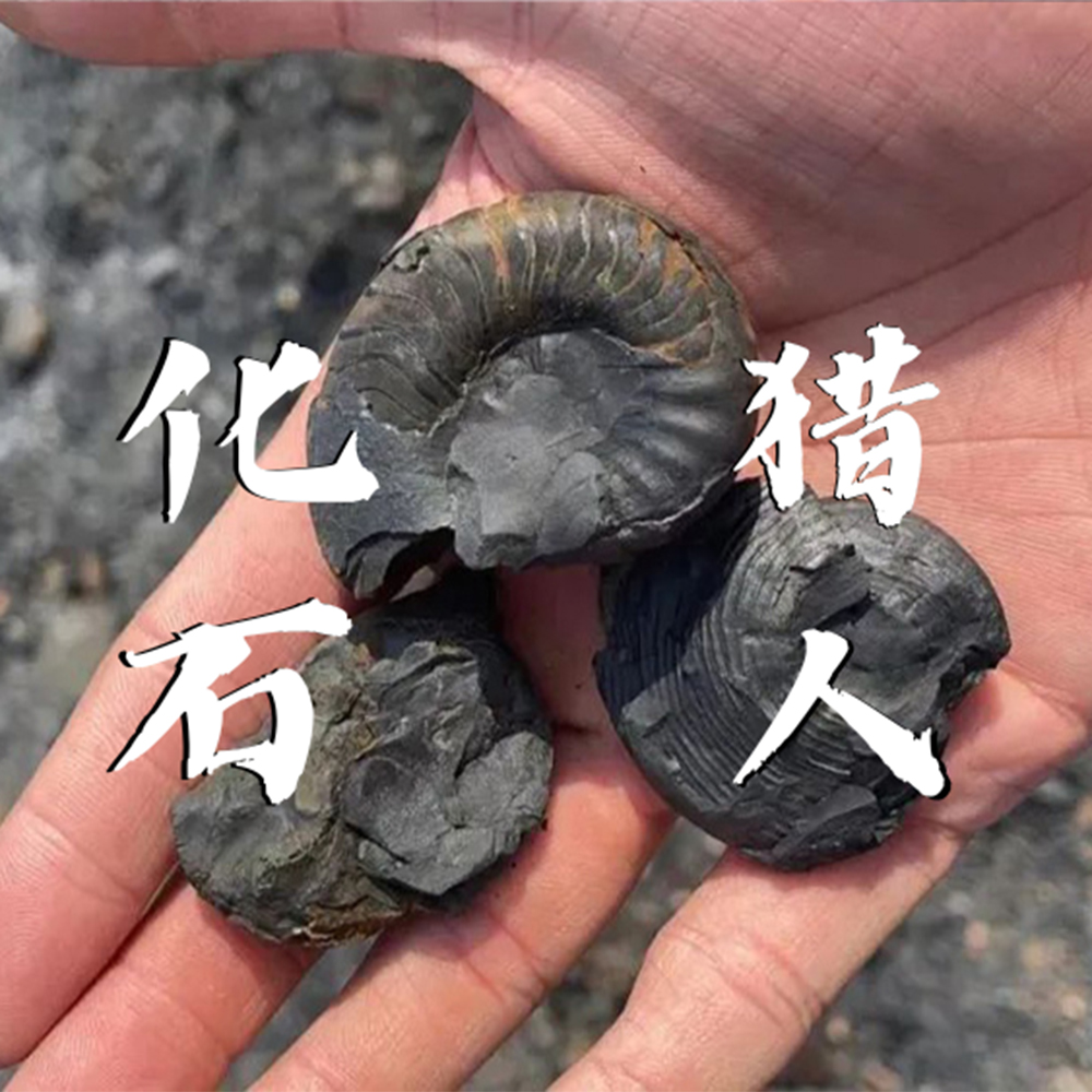 亲子·独立营·化石猎人1日 | 杭州宝藏化石带回家