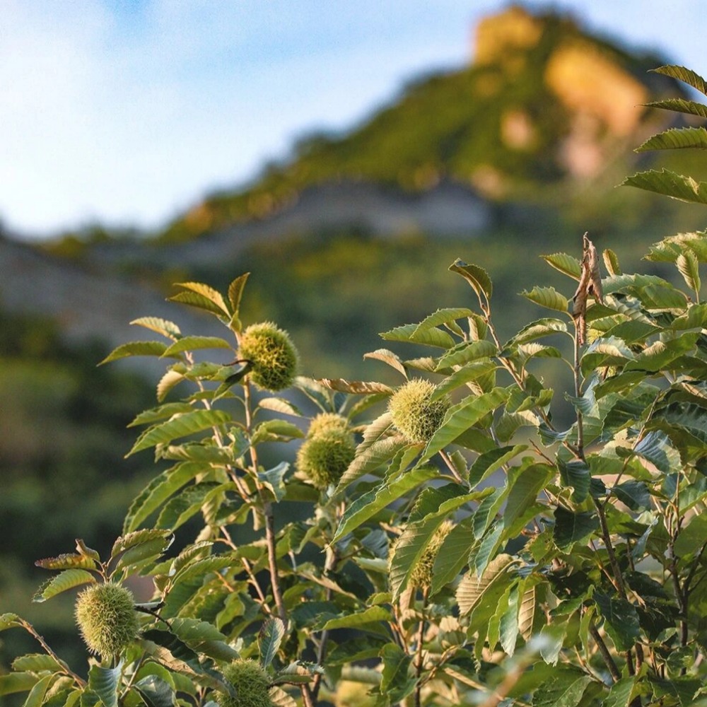 亲子·水长城板栗文化节 | 免费板栗采摘，盖章式游玩